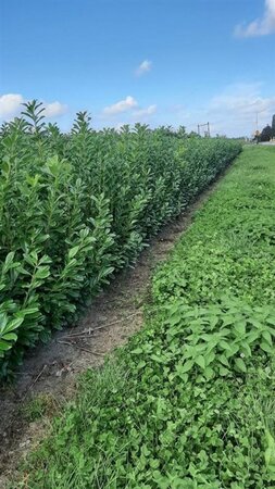 Prunus l. 'Novita' 150-175 cm met kluit - afbeelding 8