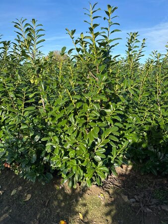 Prunus l. 'Novita' 175-200 cm met kluit - afbeelding 13