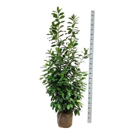 Prunus l. 'Novita' 175-200 cm met kluit - afbeelding 4