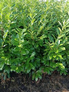 Prunus l. 'Novita' 175-200 cm met kluit - afbeelding 9