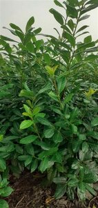 Prunus l. 'Novita' 175-200 cm met kluit - afbeelding 8