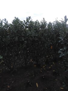 Prunus l. 'Novita' 175-200 cm met kluit - afbeelding 2