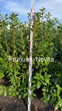 Prunus l. 'Novita' 175-200 cm met kluit - afbeelding 10