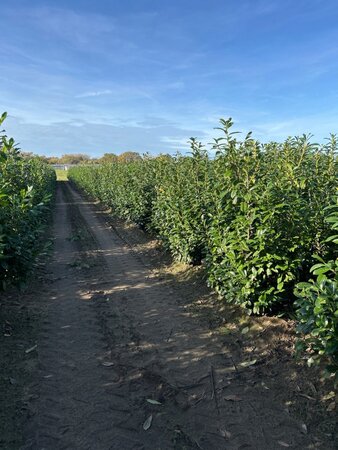 Prunus l. 'Novita' 175-200 cm met kluit - afbeelding 11