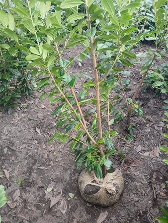 Prunus l. 'Novita' 175-200 cm met kluit - afbeelding 7