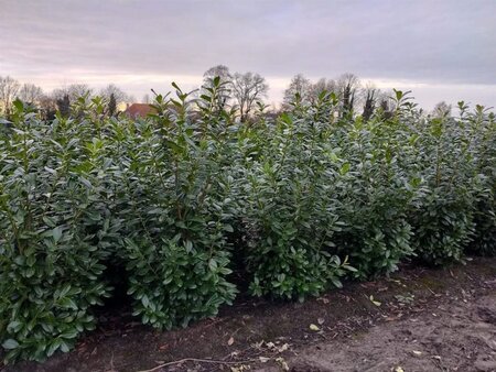 Prunus l. 'Novita' 175-200 cm met kluit - afbeelding 5