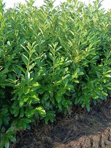 Prunus l. 'Novita' 175-200 cm met kluit - afbeelding 6