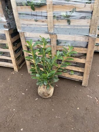 Prunus l. 'Novita' 80-100 cm met kluit - afbeelding 7