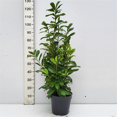 Prunus l. 'Novita' 80-100 cm met kluit - afbeelding 18