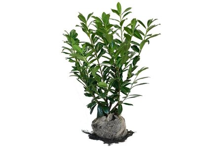 Prunus l. 'Novita' 80-100 cm met kluit - afbeelding 7