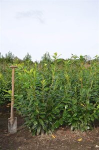 Prunus l. 'Novita' 80-100 cm met kluit - afbeelding 6