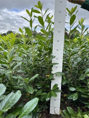 Prunus l. 'Novita' 80-100 cm met kluit - afbeelding 3