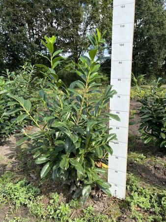 Prunus l. 'Novita' 80-100 cm met kluit - afbeelding 2