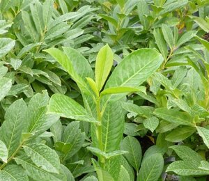 Prunus l. 'Novita' 80-100 cm met kluit - afbeelding 3