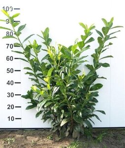 Prunus l. 'Novita' 80-100 cm met kluit - afbeelding 5