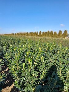 Prunus l. 'Novita' 80-100 cm met kluit - afbeelding 16