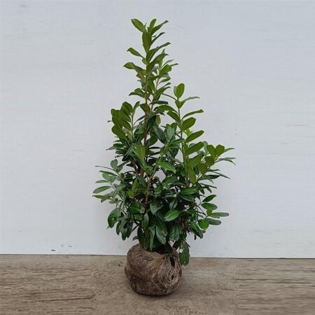 Prunus l. 'Novita' 80-100 cm met kluit - afbeelding 16