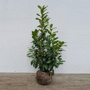 Prunus l. 'Novita' 80-100 cm met kluit - afbeelding 16