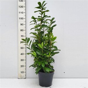 Prunus l. 'Novita' 80-100 cm met kluit - afbeelding 11