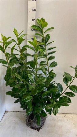 Prunus l. 'Novita' 80-100 cm met kluit - afbeelding 9