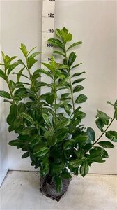 Prunus l. 'Novita' 80-100 cm met kluit - afbeelding 9