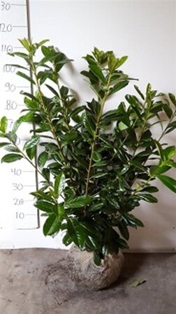 Prunus l. 'Novita' 80-100 cm met kluit - afbeelding 8