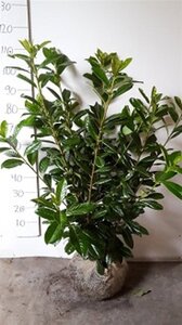 Prunus l. 'Novita' 80-100 cm met kluit - afbeelding 8