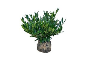 Prunus l. 'Otto Luyken' 40-50 cm met kluit - afbeelding 12