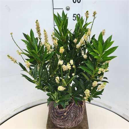 Prunus l. 'Otto Luyken' 40-50 cm met kluit - afbeelding 11