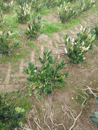 Prunus l. 'Otto Luyken' 40-50 cm met kluit - afbeelding 2