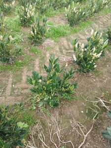 Prunus l. 'Otto Luyken' 40-50 cm met kluit - afbeelding 2