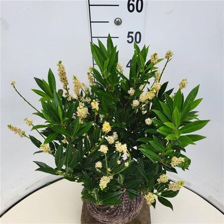 Prunus l. 'Otto Luyken' 40-50 cm met kluit - afbeelding 6