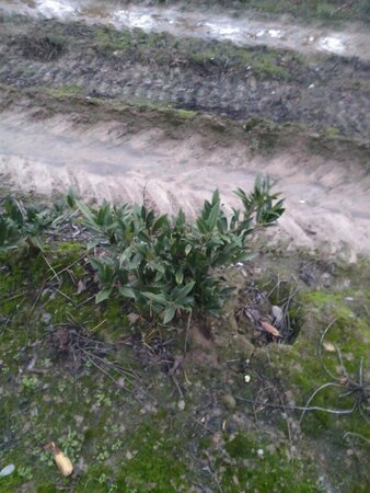 Prunus l. 'Otto Luyken' 40-50 cm met kluit - afbeelding 18