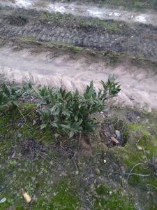 Prunus l. 'Otto Luyken' 40-50 cm met kluit - afbeelding 18