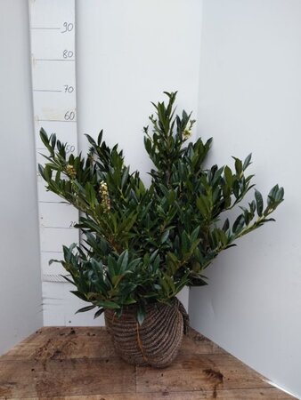Prunus l. 'Otto Luyken' 40-50 cm met kluit - afbeelding 13