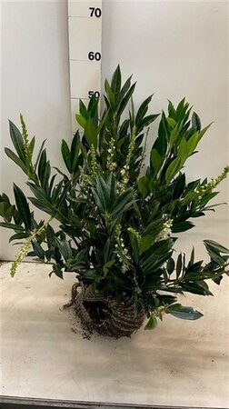 Prunus l. 'Otto Luyken' 40-50 cm met kluit - afbeelding 8