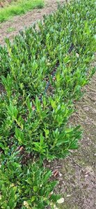 Prunus l. 'Otto Luyken' 40-50 cm met kluit - afbeelding 5