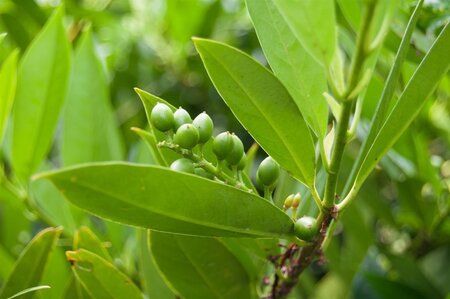 Prunus l. 'Otto Luyken' 40-50 cm met kluit - afbeelding 14