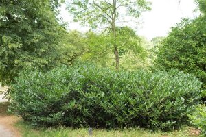 Prunus l. 'Otto Luyken' 50-60 cm met kluit