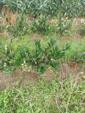 Prunus l. 'Otto Luyken' 50-60 cm met kluit - afbeelding 2