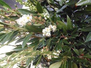 Prunus l. 'Otto Luyken' 50-60 cm met kluit - afbeelding 11