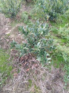 Prunus l. 'Otto Luyken' 50-60 cm met kluit - afbeelding 13