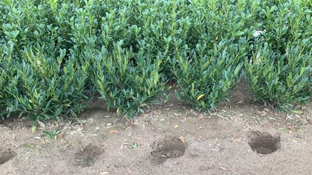 Prunus l. 'Otto Luyken' 50-60 cm met kluit - afbeelding 3