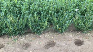 Prunus l. 'Otto Luyken' 50-60 cm met kluit - afbeelding 3