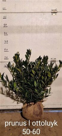 Prunus l. 'Otto Luyken' 50-60 cm met kluit - afbeelding 3