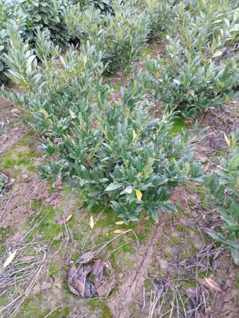 Prunus l. 'Otto Luyken' 60-80 cm met kluit - afbeelding 6