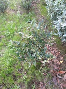 Prunus l. 'Otto Luyken' 60-80 cm met kluit - afbeelding 8