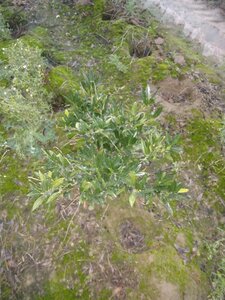 Prunus l. 'Otto Luyken' 60-80 cm met kluit - afbeelding 7