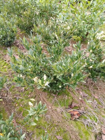 Prunus l. 'Otto Luyken' 80-100 cm met kluit - afbeelding 6