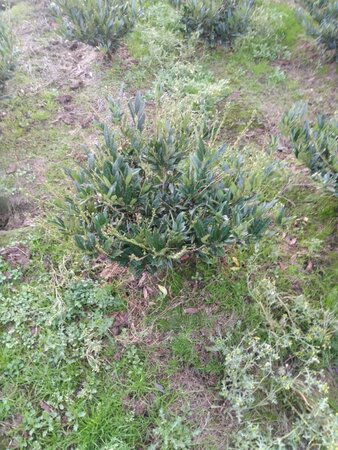 Prunus l. 'Otto Luyken' 80-100 cm met kluit - afbeelding 7